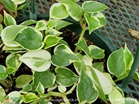 peperomia-scandens-variegata