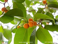 Peraal-Ficus-benghalensis-Indian-banyan5