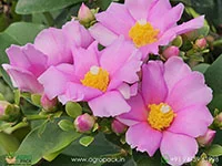Pereskia-grandifolia-Pink-Cactus-Rose5