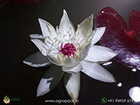 peru-puerto-night-bloomer-waterlily