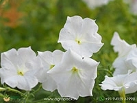 petunia-white