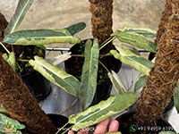 Philodendron-Atabapoense-Variegated1