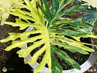 Philodendron-Bipinnatifidum-Variegated1