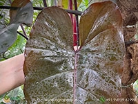 Philodendron-Black-Chocolate3