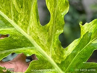 philodendron-bob-cee-variegated