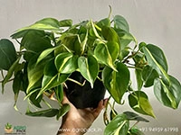 philodendron-brasil-money-plant