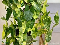Philodendron-Burle-Marx-Mint-Variegated6
