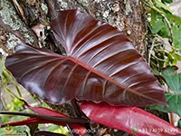 Philodendron-Dark-Lord3