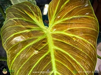 Philodendron-El-Choco-Red5