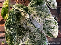 philodendron-emerald-ice