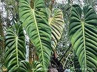 philodendron-esmeraldence