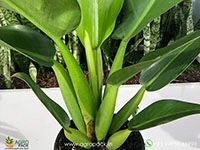 philodendron-fat-boy