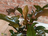 philodendron-florida-bronze
