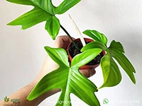philodendron-florida-ghost-mint