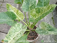 Philodendron-Giganteum-Blizzard2