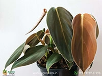 philodendron-gigas