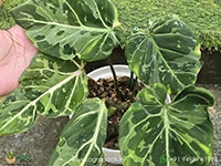 philodendron-gloriosum-camouflage