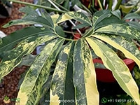 philodendron-goeldii-variegated