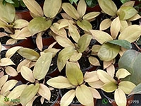 Philodendron-Gold-Cardinal1