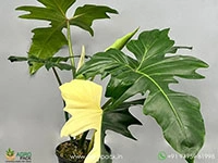 Philodendron-Golden-Dragon-Variegated2