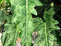 philodendron-golden-dragon