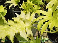 Philodendron-Golden-Selloum3