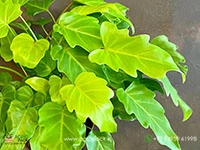 philodendron-golden-xanadu