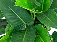 philodendron-green-imperial