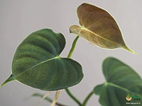 philodendron-lupinum