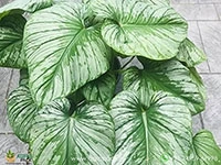 philodendron-mamei-silver-cloud