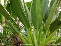 philodendron-martianum