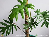 philodendron-mayoi