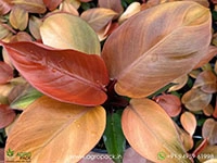 Philodendron-McColley3