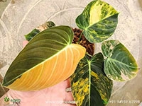 Philodendron-Melanochrysum-Orange-Variegated1