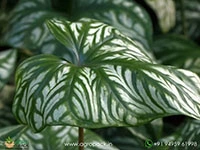 philodendron-mirabilis