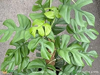 philodendron-monstera-minima