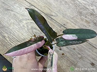 philodendron-pink-atabapoense