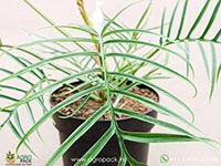 Philodendron-Polypodioides2