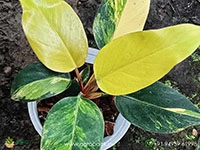 philodendron-red-congo-variegated