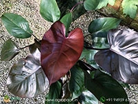 philodendron-royal-queen-black