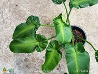 philodendron-rugosum
