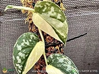philodendron-scindapsus-mayari-variegated