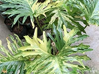 philodendron-selloum-variegata