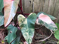 philodendron-strawberry-shake