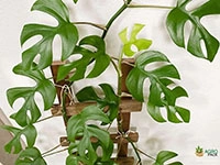 philodendron-tetrasperma