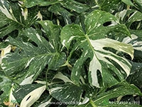 philodendron-thai-constellation