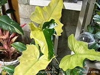 philodendron-variegated-golden-dragon-mint