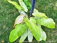 philodendron-whipple-way