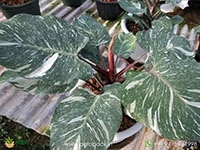 Philodendron-White-Knight-Marble2