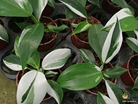 philodendron-white-knight